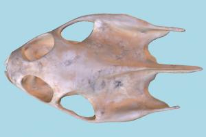 Turtle Skull Turtle Skull-2
